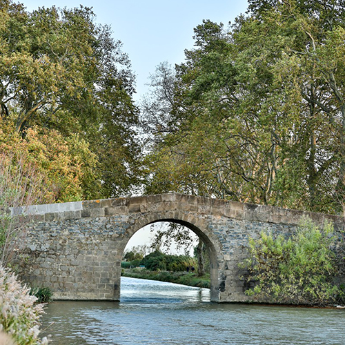 Bilan du soutien à la replantation du canal du Midi