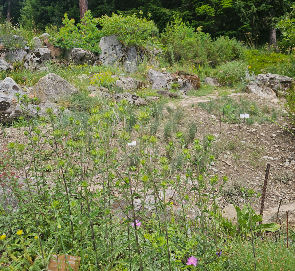 Les steppes du Valais